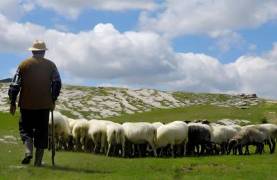 O poveste cu oi și ciobani