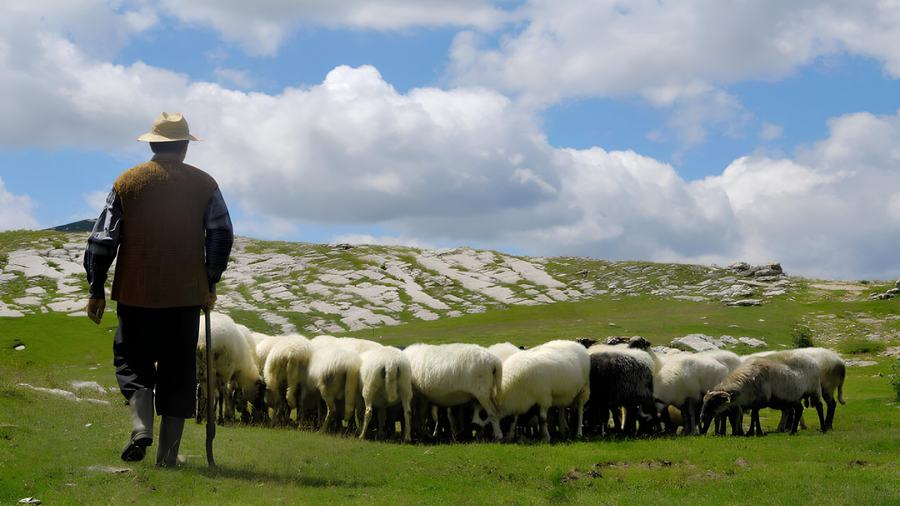 O poveste cu oi și ciobani